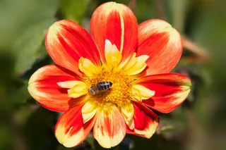 大丽花，大丽花，地热，植物，复合材料，红色