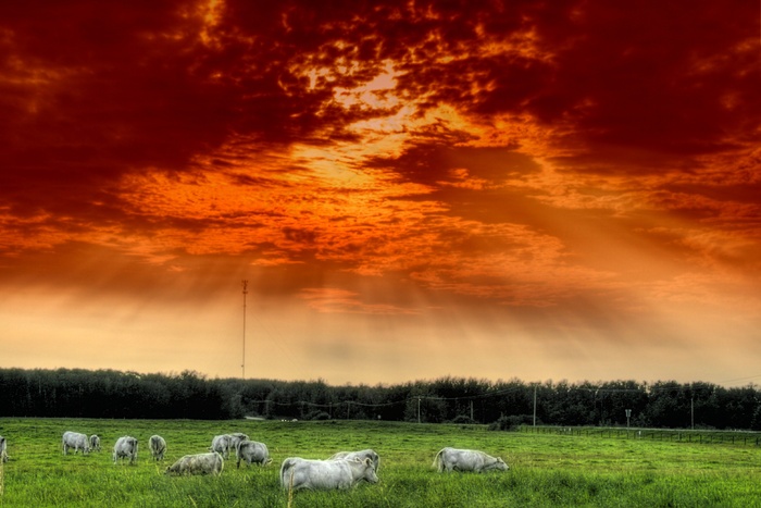 艾伯塔省，加拿大，牛，牛群，人类发展报告，天空，云团，森林