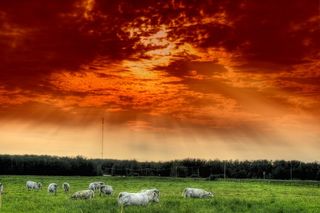 艾伯塔省，加拿大，牛，牛群，人类发展报告，天空，云团，森林