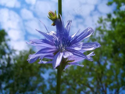 Intybus菊苣茎,浅蓝色野花 Intybus菊苣茎,浅蓝色野花