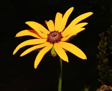 太阳帽,花,开花,黄色,关闭,植物群 太阳帽,花,开花,黄色,关闭,植物群