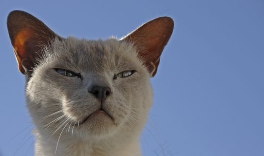 猫，宠物，动物，猫脸，家猫