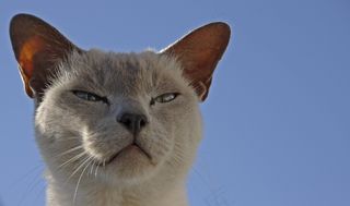 猫，宠物，动物，猫脸，家猫