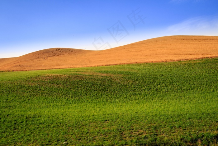 自然，谷物，景观，田野