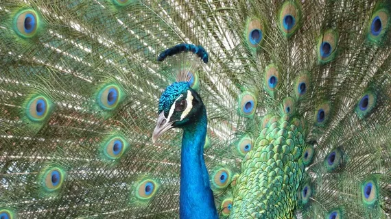 孔雀，鸟，羽毛