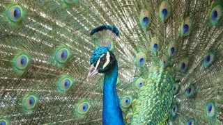 孔雀，鸟，羽毛