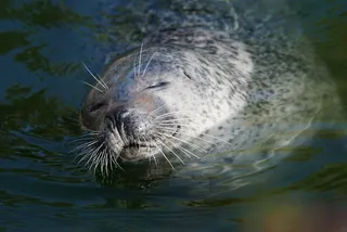 动物，捕食者，海豹，爬行