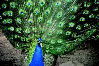孔雀，鸟，动物，车轮，羽毛，全身羽毛，蓝色