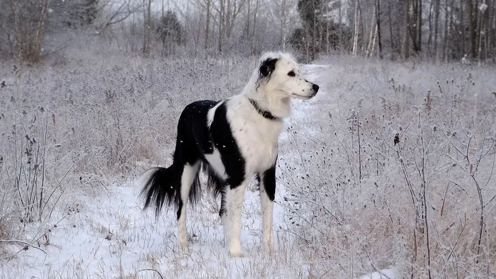 狗，弗罗斯特，雪，冬天，宠物