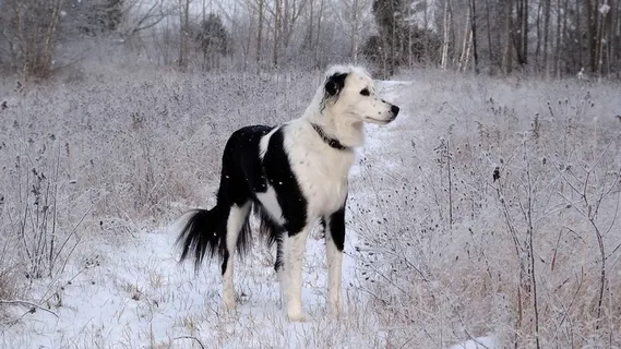 狗,弗罗斯特,雪,冬天,宠物 狗,弗罗斯特,雪,冬天,宠物