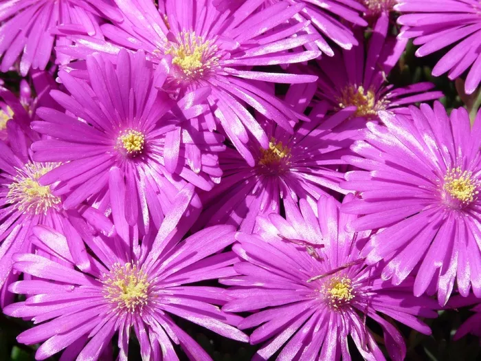 红色Mittagsblume，制冰厂，花，开花，盛开