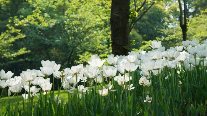杭州，郁金香，太子湾，白花，花园