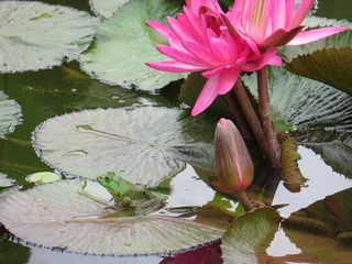 青蛙，池塘，水，绿色，动物，两栖类，自然