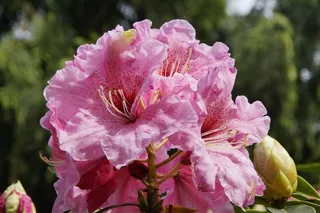 杜鹃花，粉红色，鲜花，盛开，关闭
