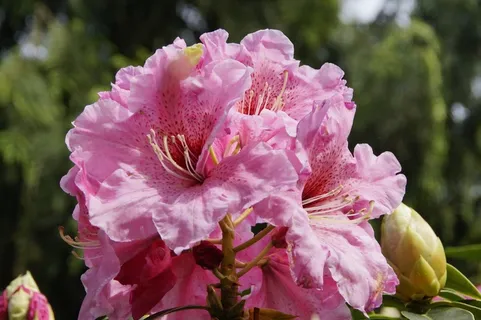 杜鹃花,粉红色,鲜花,盛开,关闭 杜鹃花,粉红色,鲜花,盛开,关闭