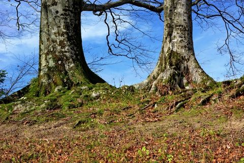 树，根，性质，杂草丛生，日志，山毛榉，树的根