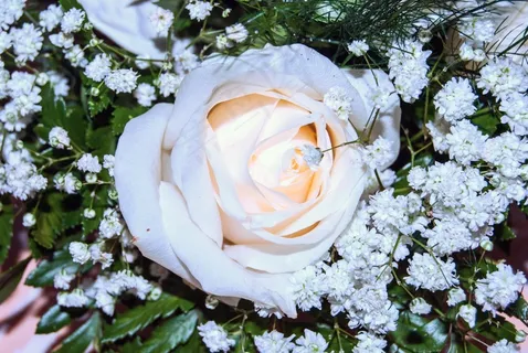 鲜花，花，罗莎，比安卡，粉红色的花