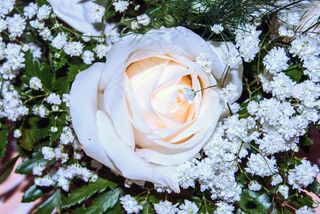 鲜花，花，罗莎，比安卡，粉红色的花