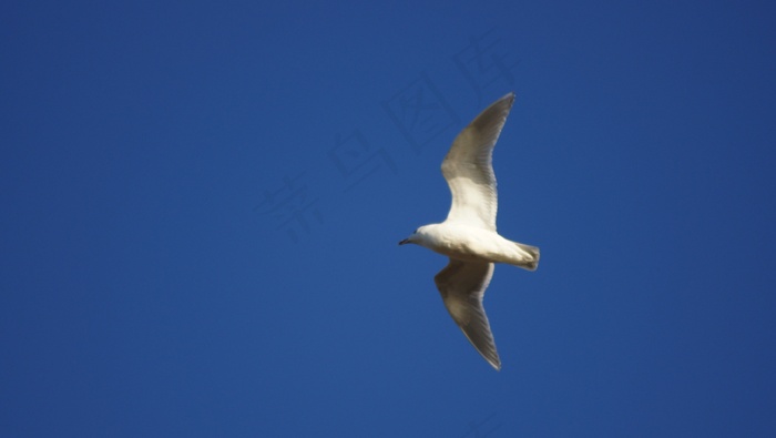 海鸥，蓝天，鸟，飞，翅膀，羽毛，野生动物