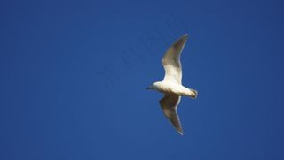 海鸥，蓝天，鸟，飞，翅膀，羽毛，野生动物