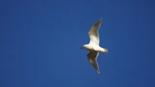 海鸥，蓝天，鸟，飞，翅膀，羽毛，野生动物