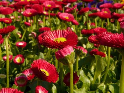 雏菊,红色,花,开花,厂,颜色 雏菊,红色,花,开花,厂,颜色