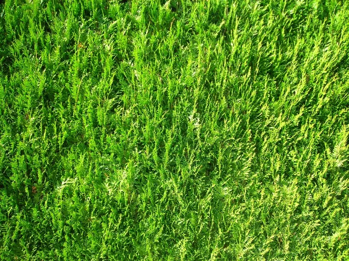 苔，十月，秋季，阳光明媚，出现，绿色