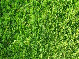 苔，十月，秋季，阳光明媚，出现，绿色