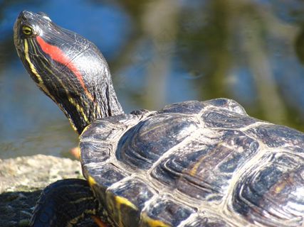 龟，自然，户外，野生动物，水，水生