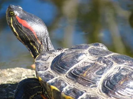 龟，自然，户外，野生动物，水，水生
