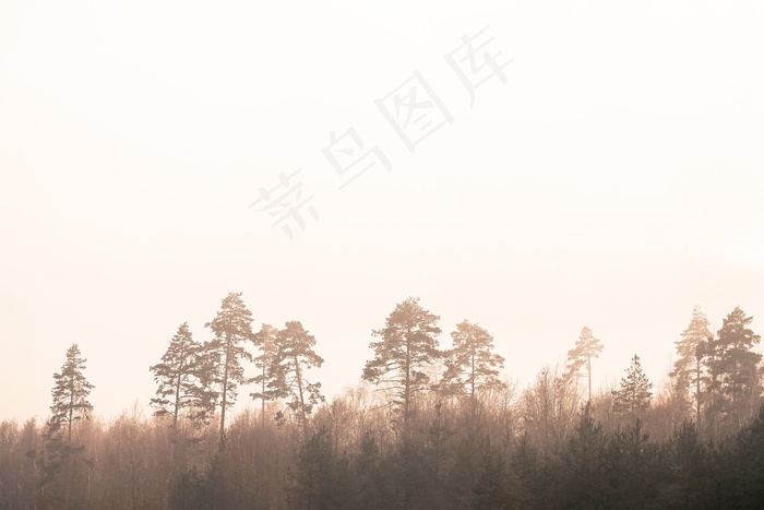树木，性质，雾，雾，森林，剪影，早上
