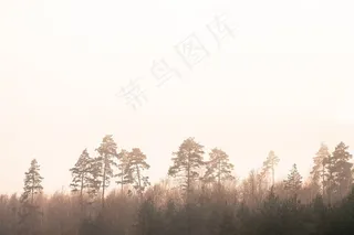 树木，性质，雾，雾，森林，剪影，早上