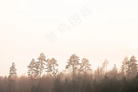 树木,性质,雾,雾,森林,剪影,早上 树木,性质,雾,雾,森林,剪影,早上