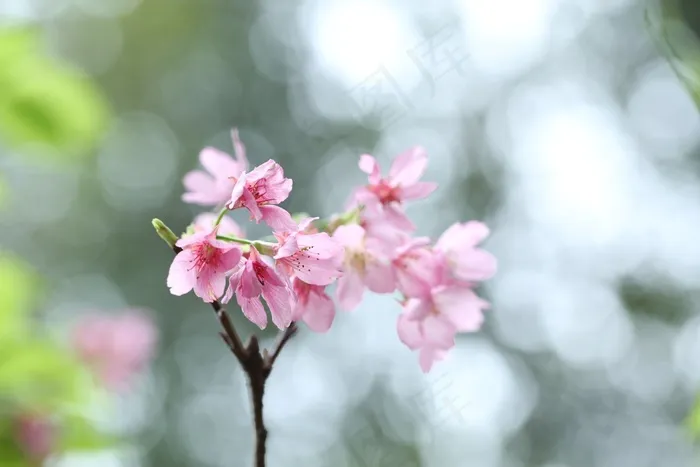 樱花，花，春天，粉红色，植物，自然