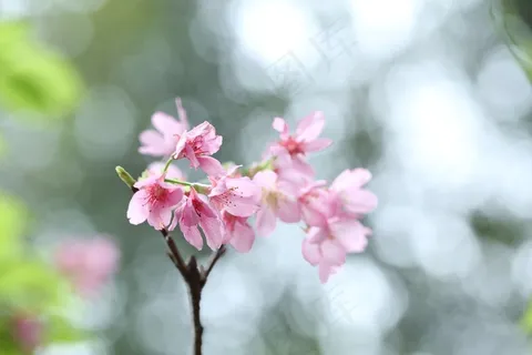 樱花,花,春天,粉红色,植物,自然 樱花,花,春天,粉红色,植物,自然