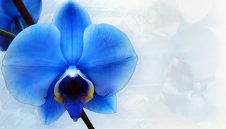 兰花，文具，蓝色，装饰，纸，结构