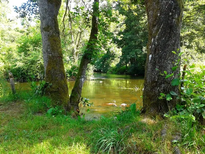 朗讷河，水，感，和平，森林，公园，夏天