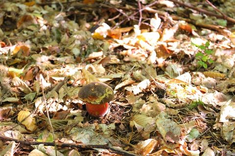 牛肝菌，蘑菇，蘑菇，森林，秋季