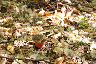 牛肝菌，蘑菇，蘑菇，森林，秋季