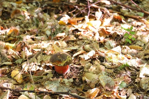 牛肝菌,蘑菇,蘑菇,森林,秋季 牛肝菌,蘑菇,蘑菇,森林,秋季