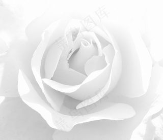 植物,白色玫瑰,黄色玫瑰,花卉,花背景,＃000000和#FFFFFF