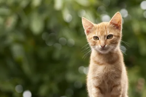 猫,肖像,黄色,自然,美 猫,肖像,黄色,自然,美