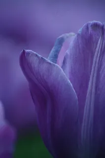 春天,郁金香,春天的花朵,花,花园,自然 春天,郁金香,春天的花朵,花,花园,自然