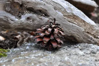 松果，点击，自然，宏