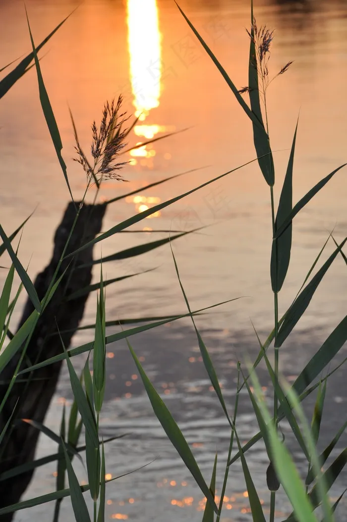 日落，太阳，河流，植被