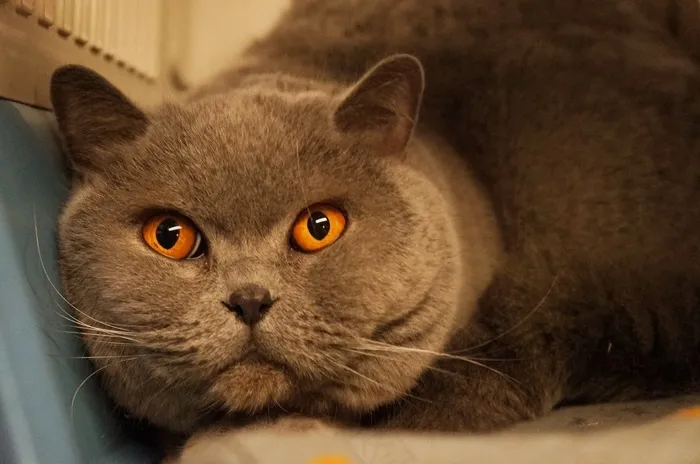 猫，橙色，灰色