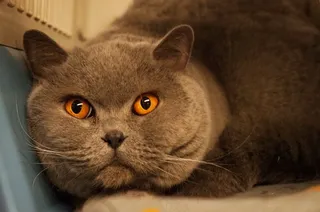 猫，橙色，灰色