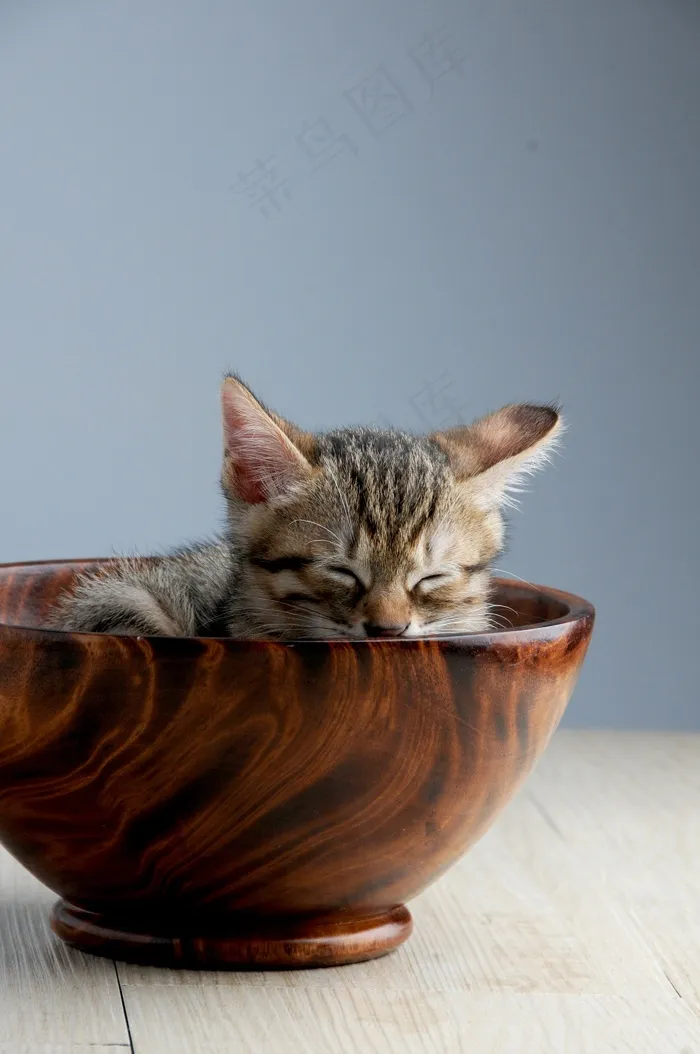 宠物，猫，熟食，打ze睡，猫碗