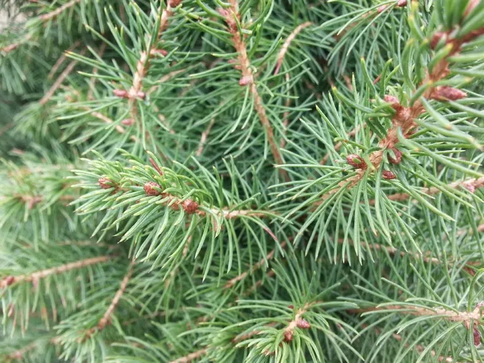 松树，常绿，树，绿色，圣诞节，针叶树