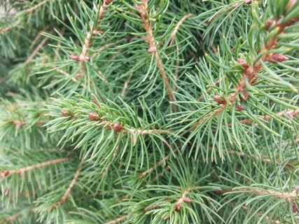 松树，常绿，树，绿色，圣诞节，针叶树